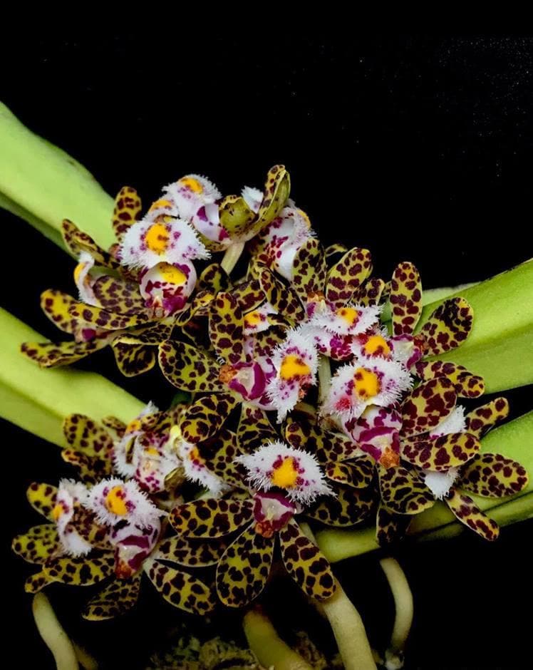 Gastrochilus bellinus