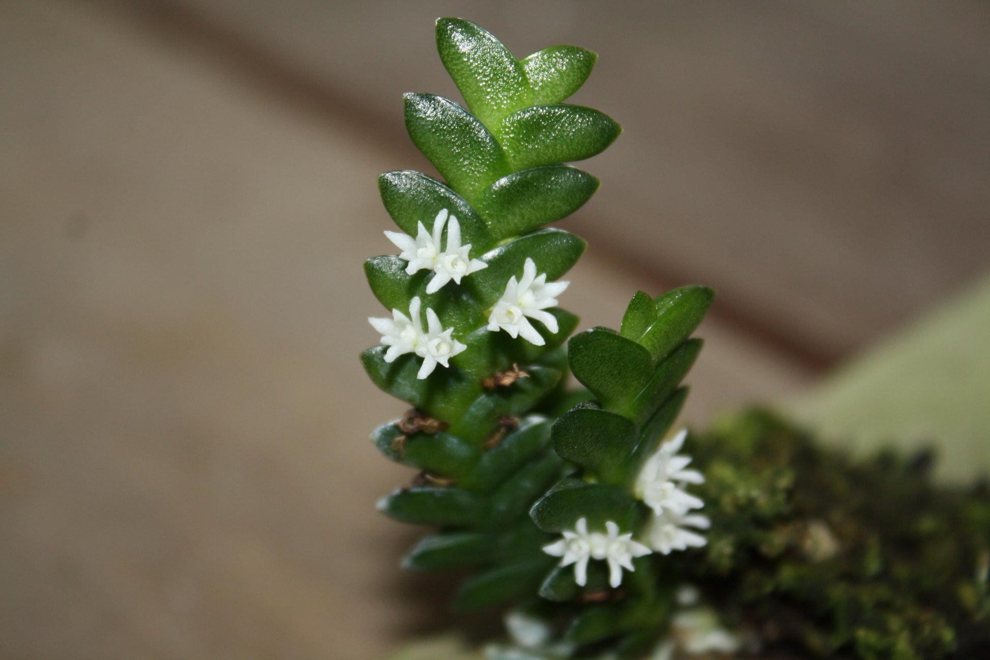 Microsaccus griffithii