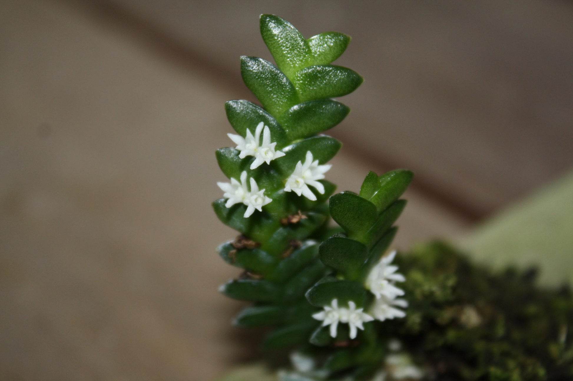 Microsaccus griffithii