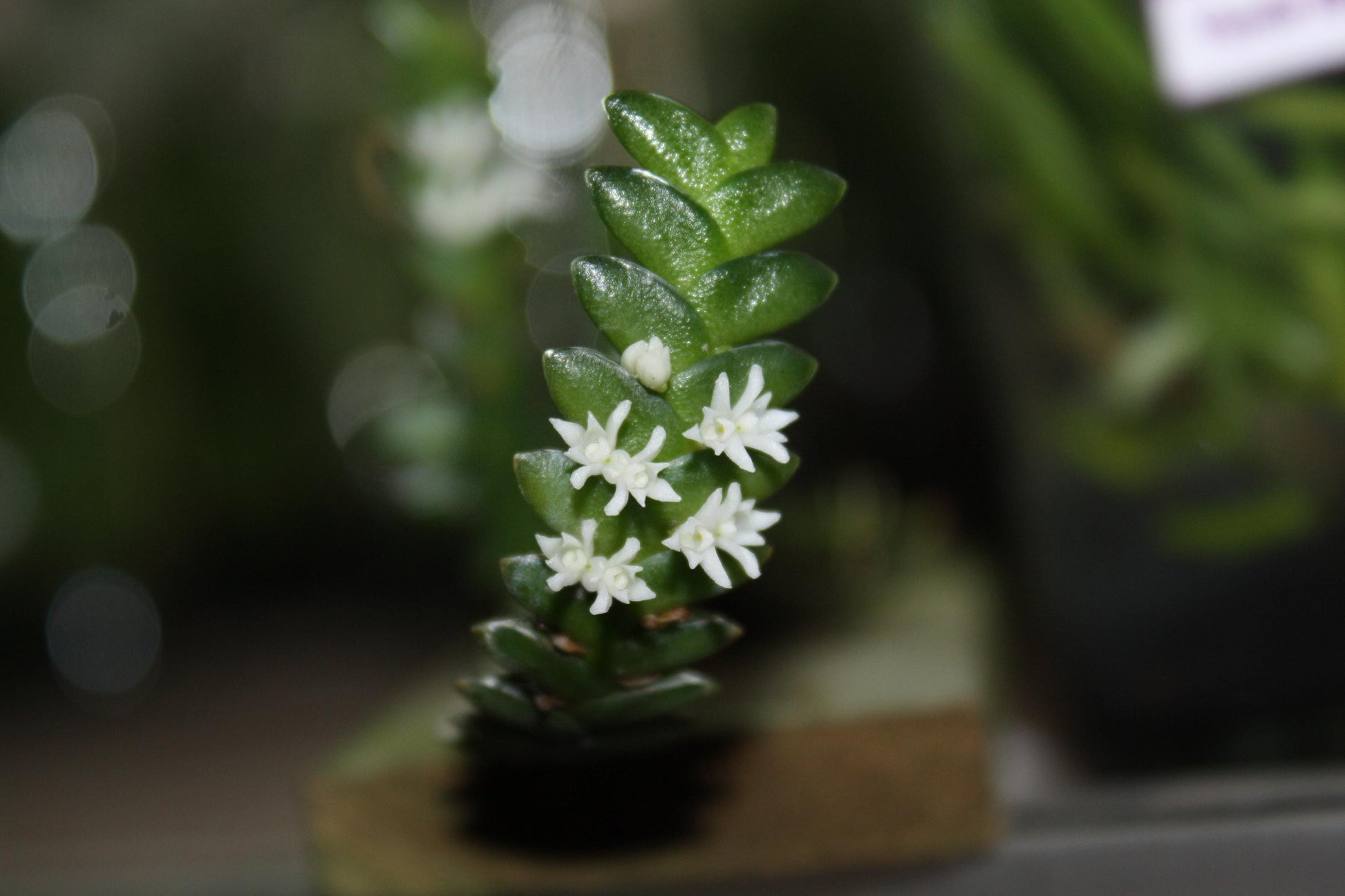 Microsaccus griffithii