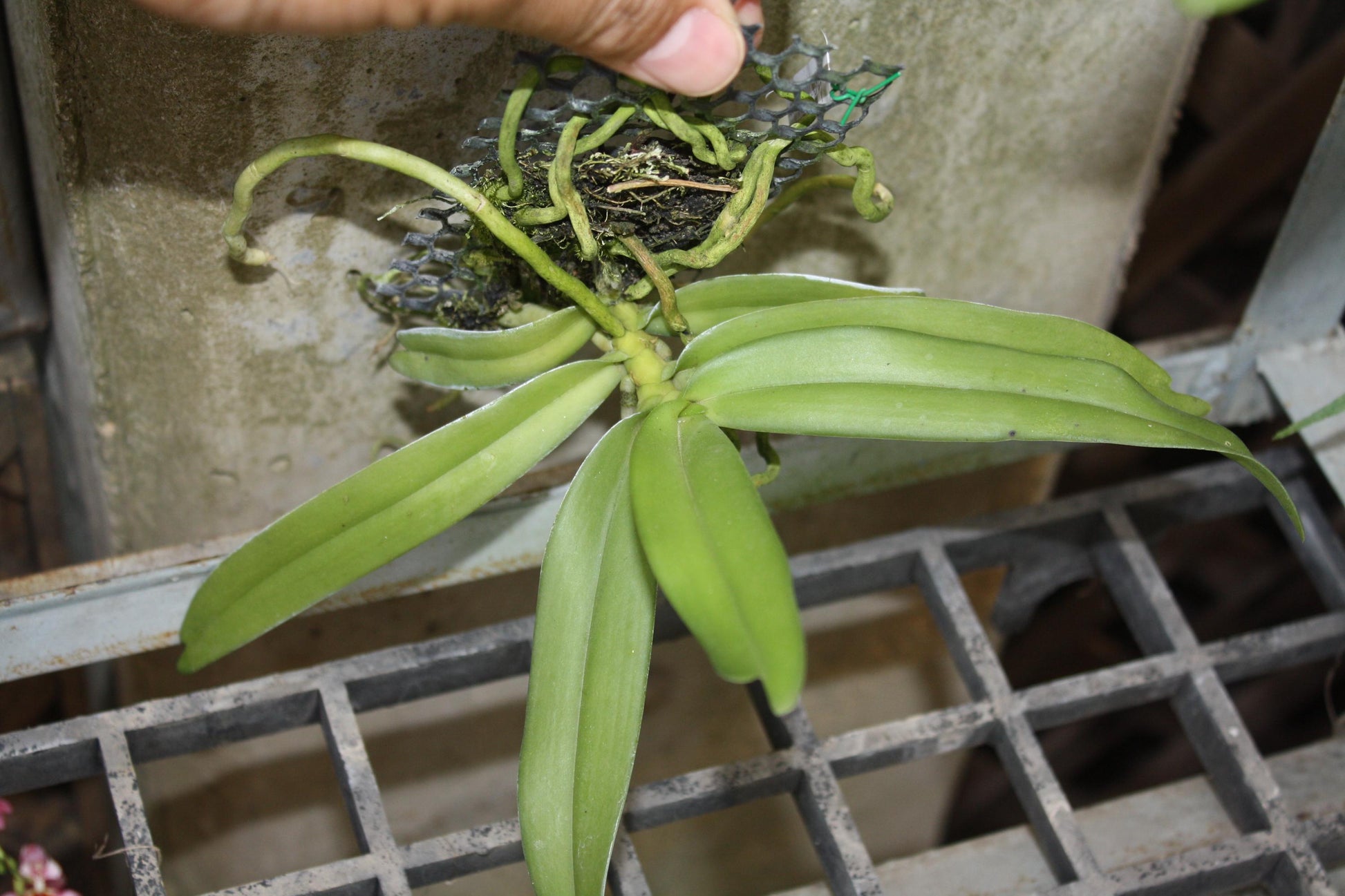 Gastrochilus obliquus