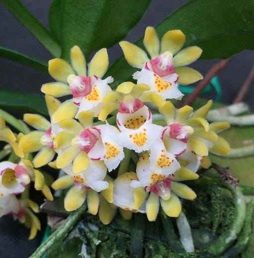 Gastrochilus obliquus