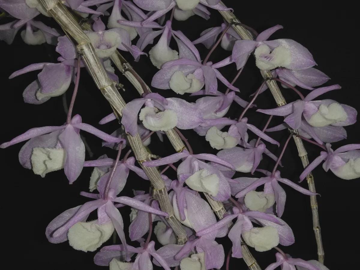 Dendrobium primulinum