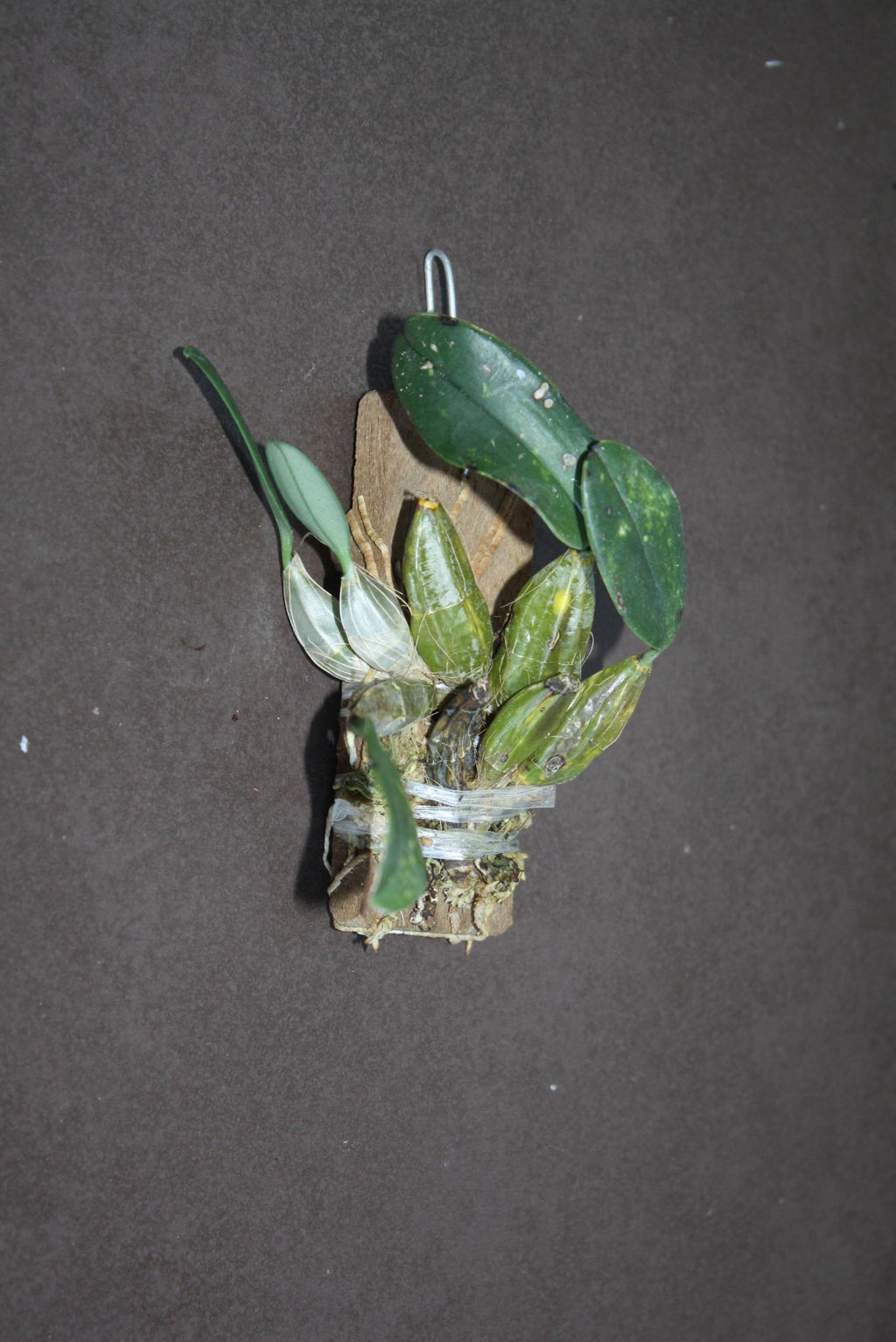 Dendrobium jenkinsii - PotPlantPetal Co.