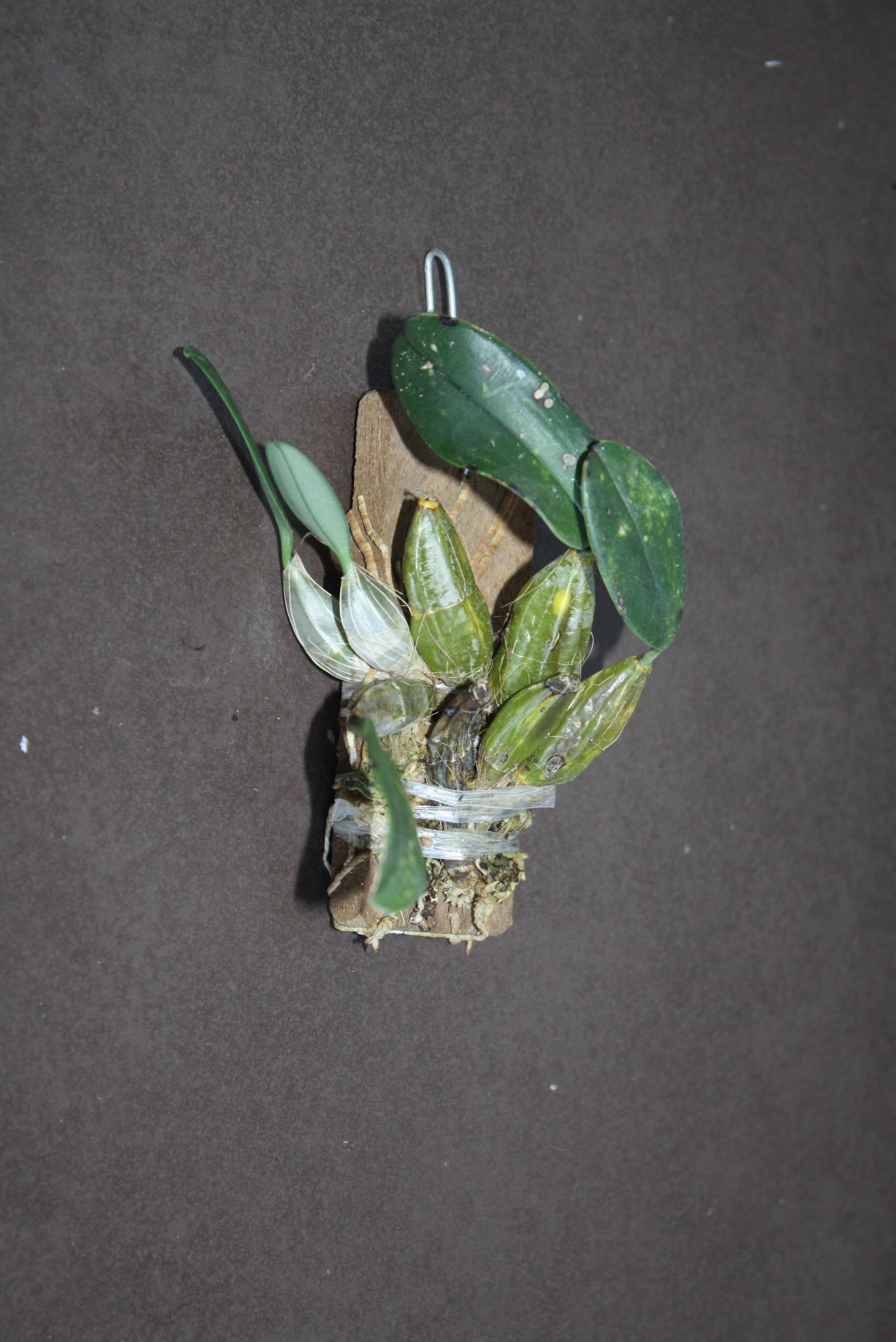 Dendrobium jenkinsii - PotPlantPetal Co.