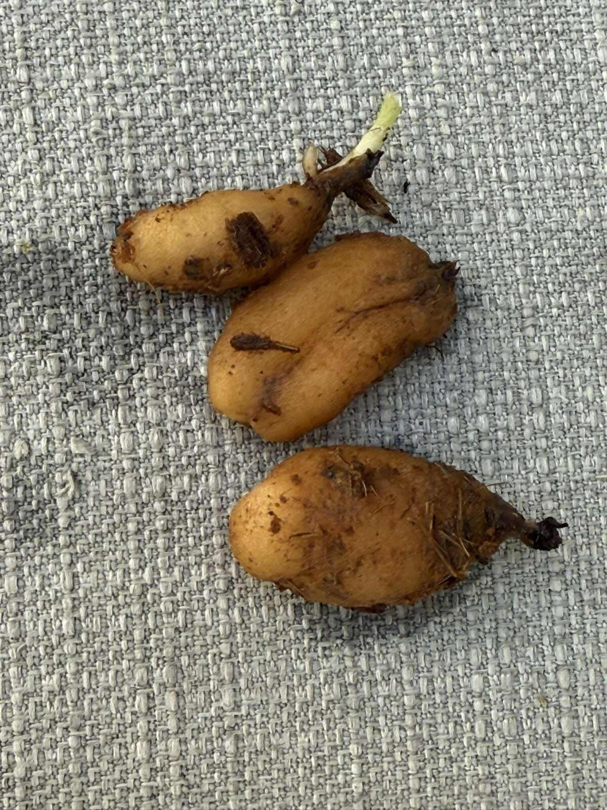 Orchid Habenaria stenopetala 1 tuber for gardens, and rare orchid collection