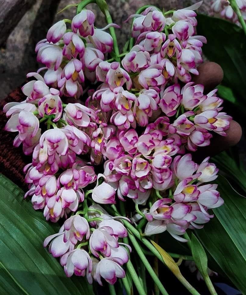Orchid Geodorum densiflorum pink  2 Bulb  tuber/bloom size  orchid collection Habenaria