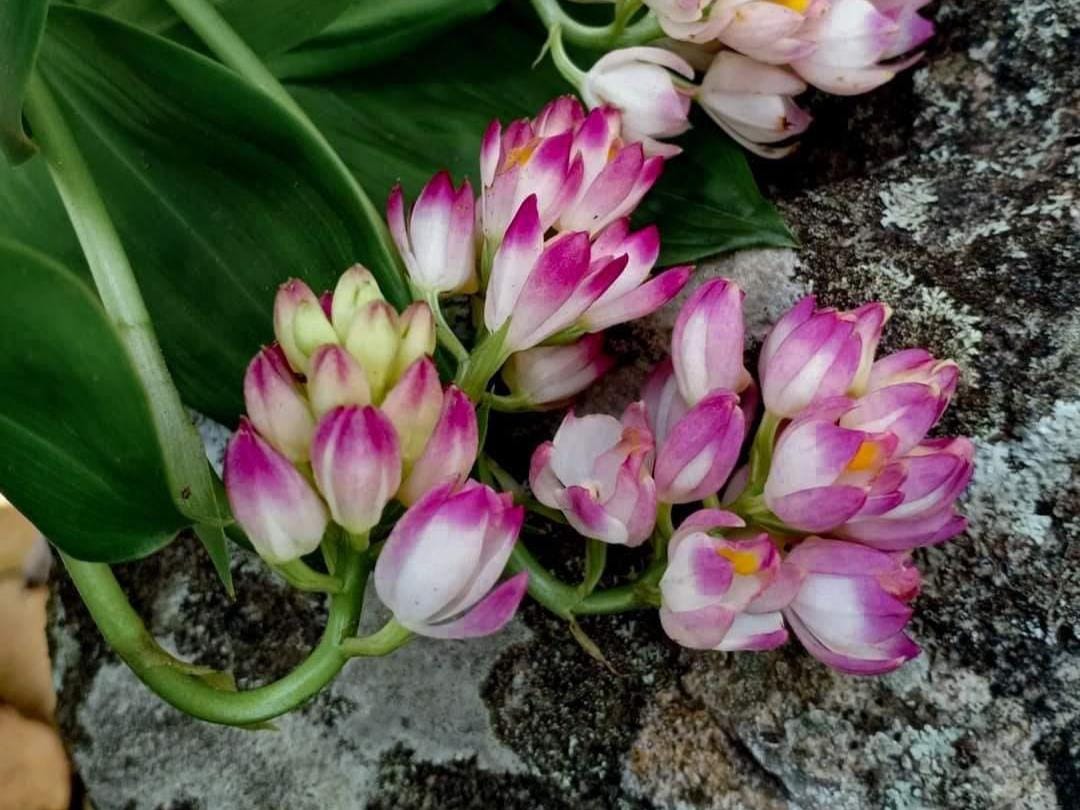 Orchid Geodorum densiflorum pink  2 Bulb  tuber/bloom size  orchid collection Habenaria