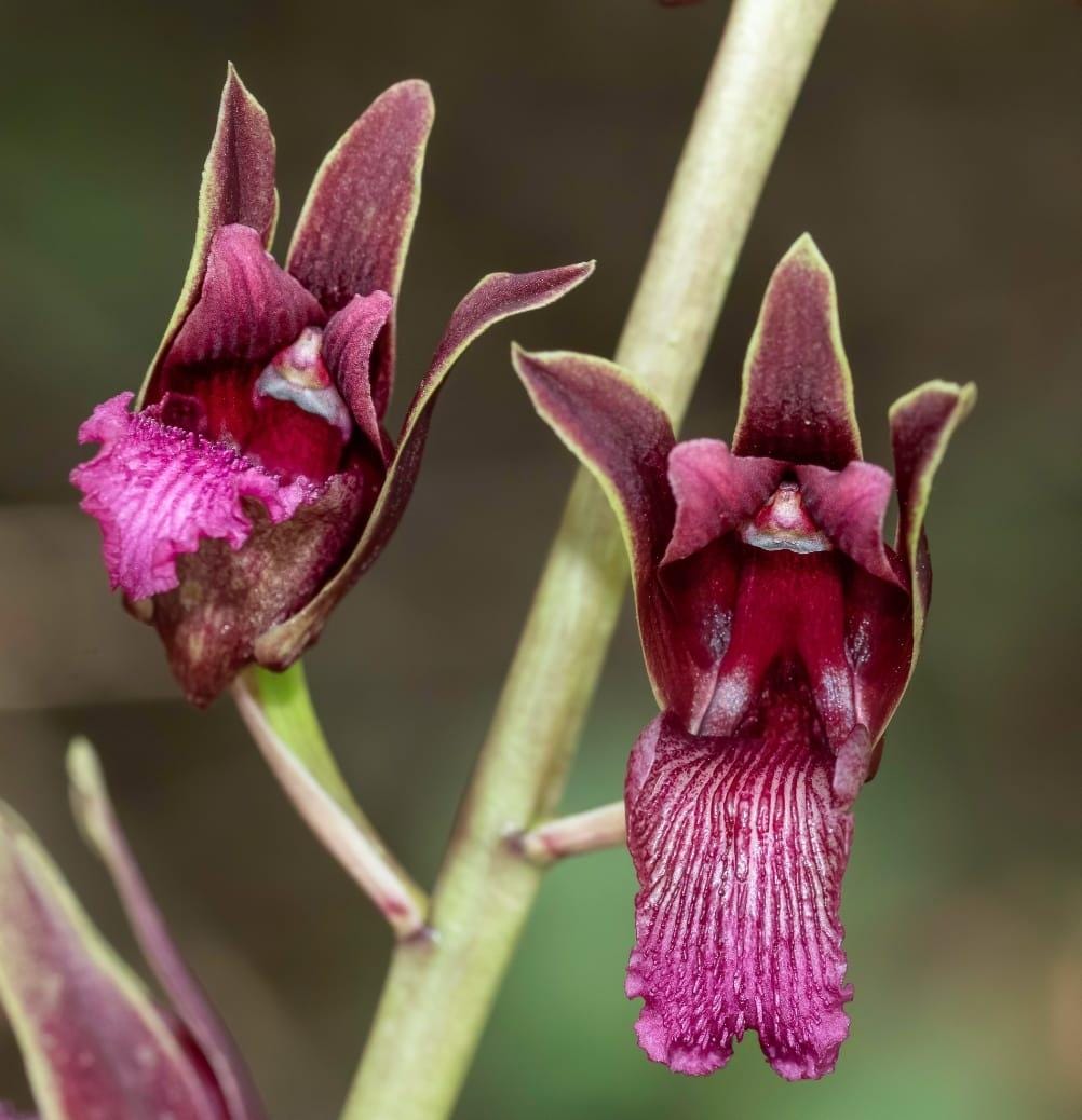 Eulophia Spectabilis Orchid Bulbs: Purple Terrestrial Orchid