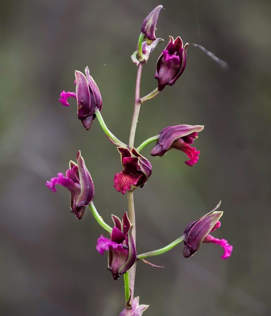 Eulophia Spectabilis Orchid Bulbs: Purple Terrestrial Orchid