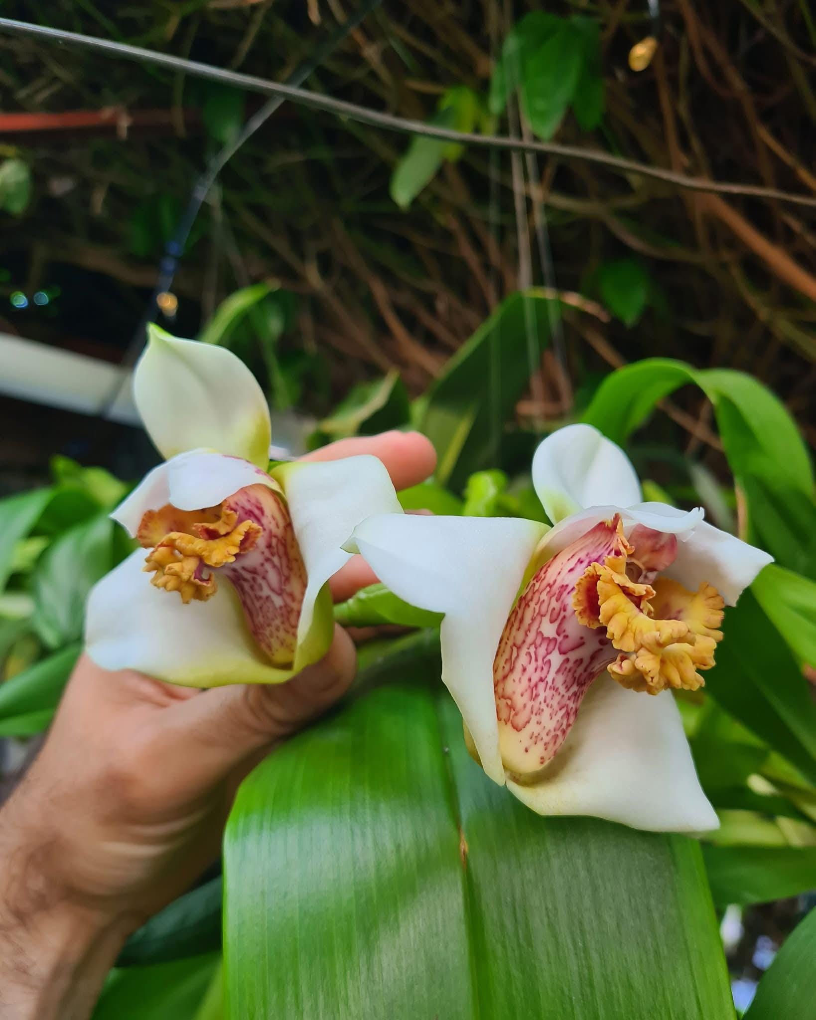 Maxillaria grandiflora