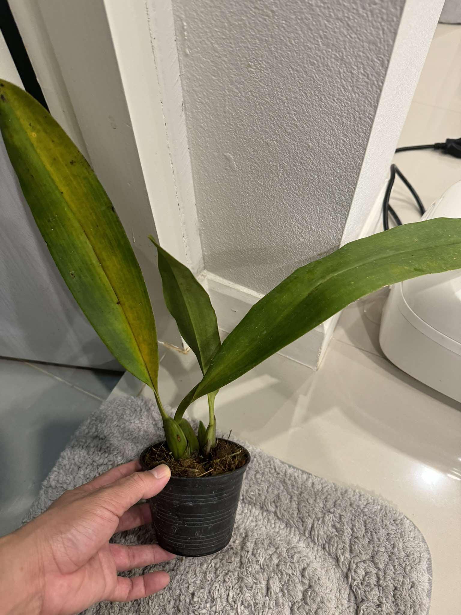 Maxillaria grandiflora