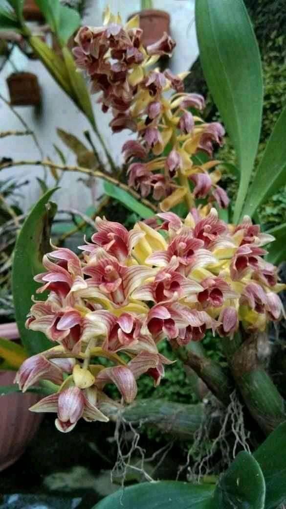 Eria flavescens - PotPlantPetal Co.