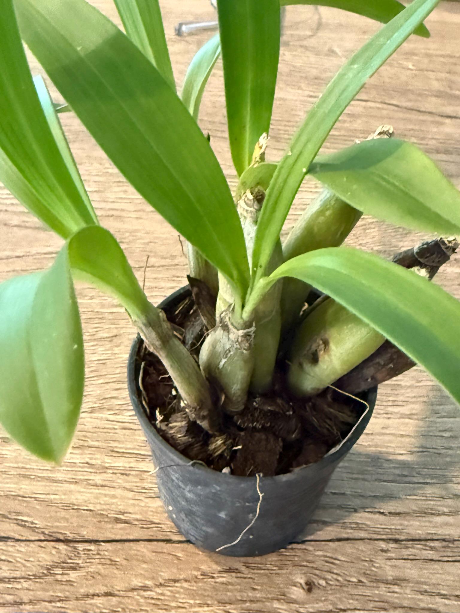 Eria flavescens - PotPlantPetal Co.