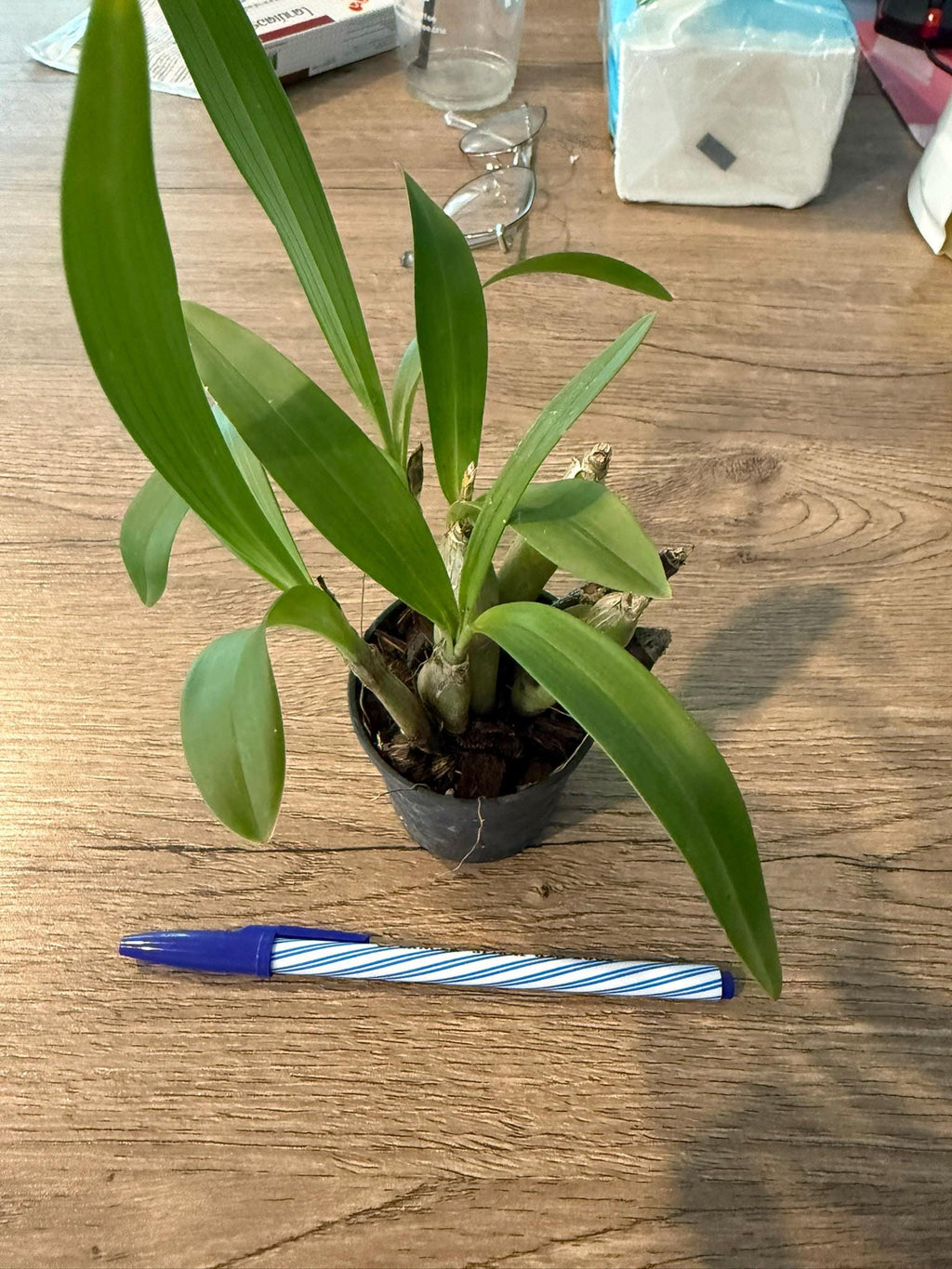 Eria flavescens - PotPlantPetal Co.
