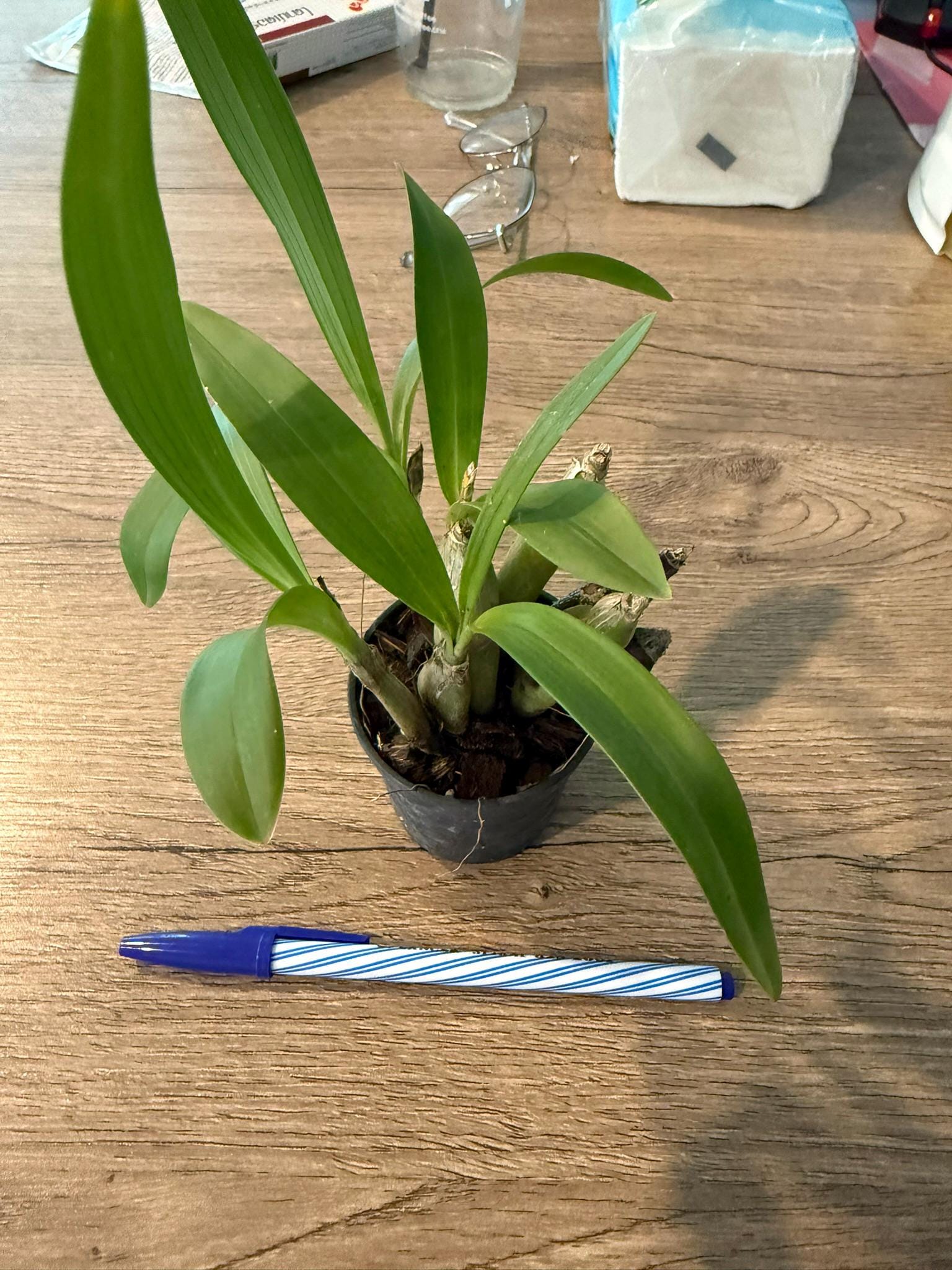Eria flavescens - PotPlantPetal Co.