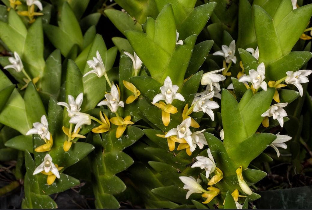 Eria aporoides Orchid Plant - Home Garden Collection - 1.5" Pot