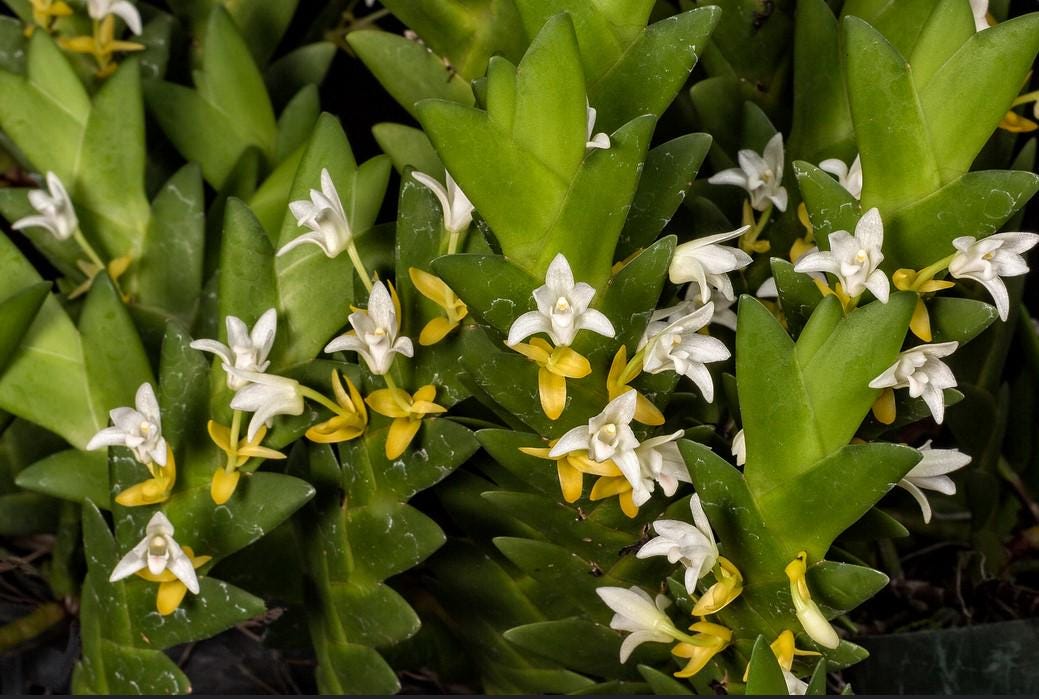 Eria aporoides Orchid Plant - Home Garden Collection - 1.5" Pot
