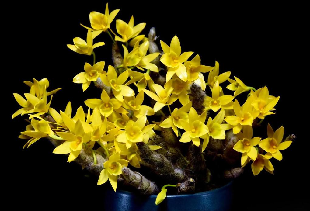 Dendrobium senile