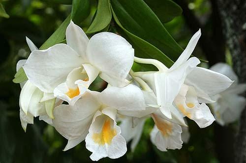 Dendrobium formosum