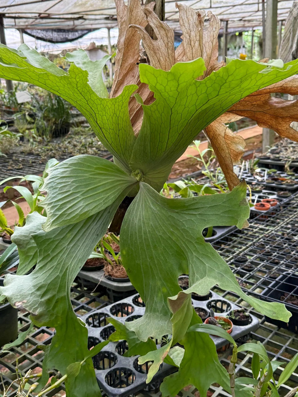 Platycerium wallichii