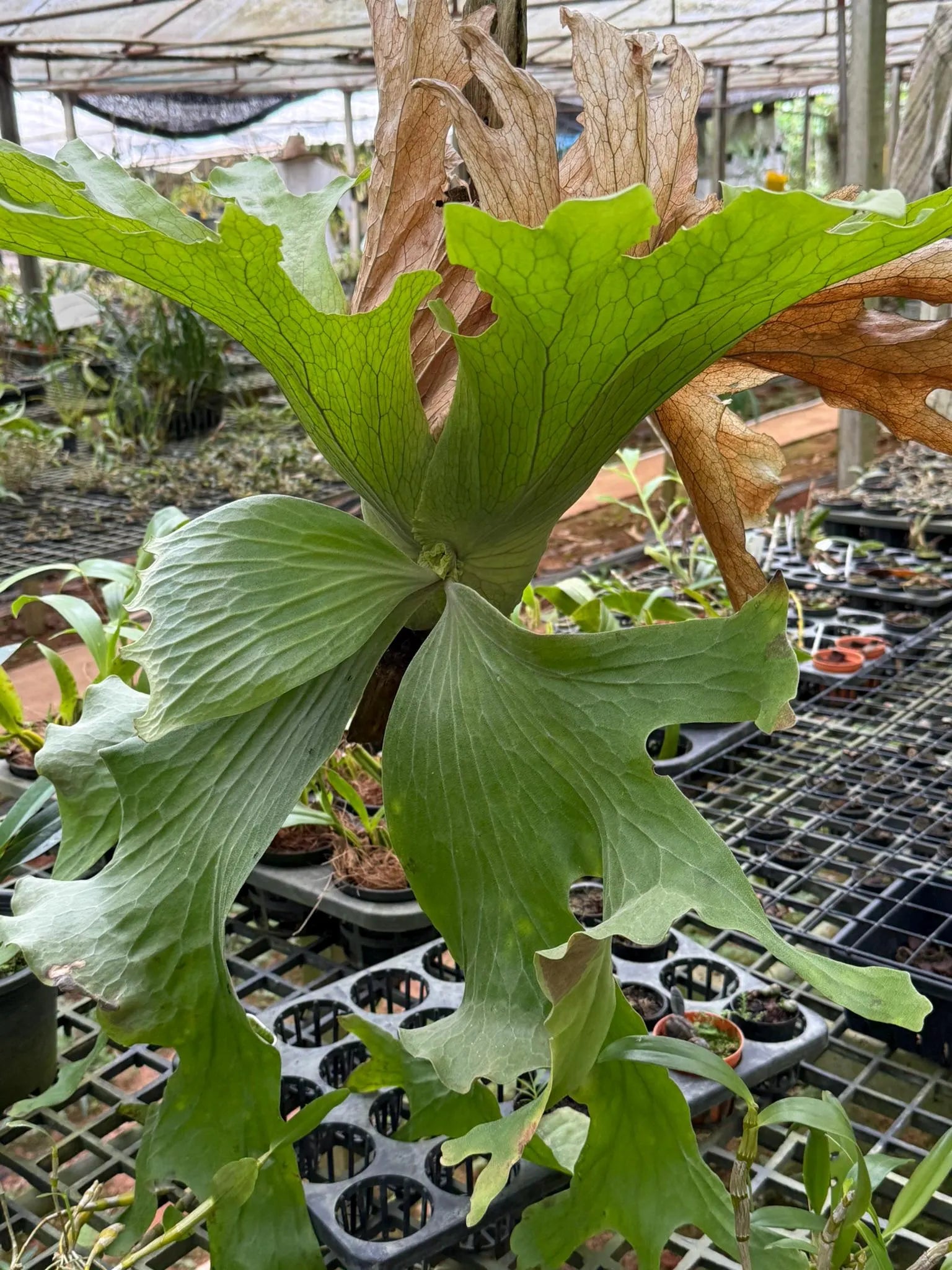 Platycerium wallichii