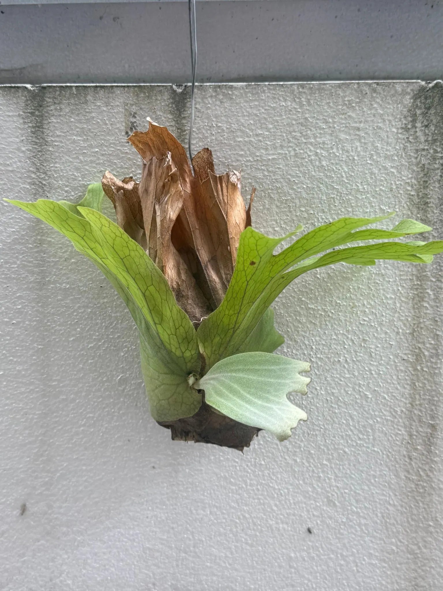 Platycerium wallichii