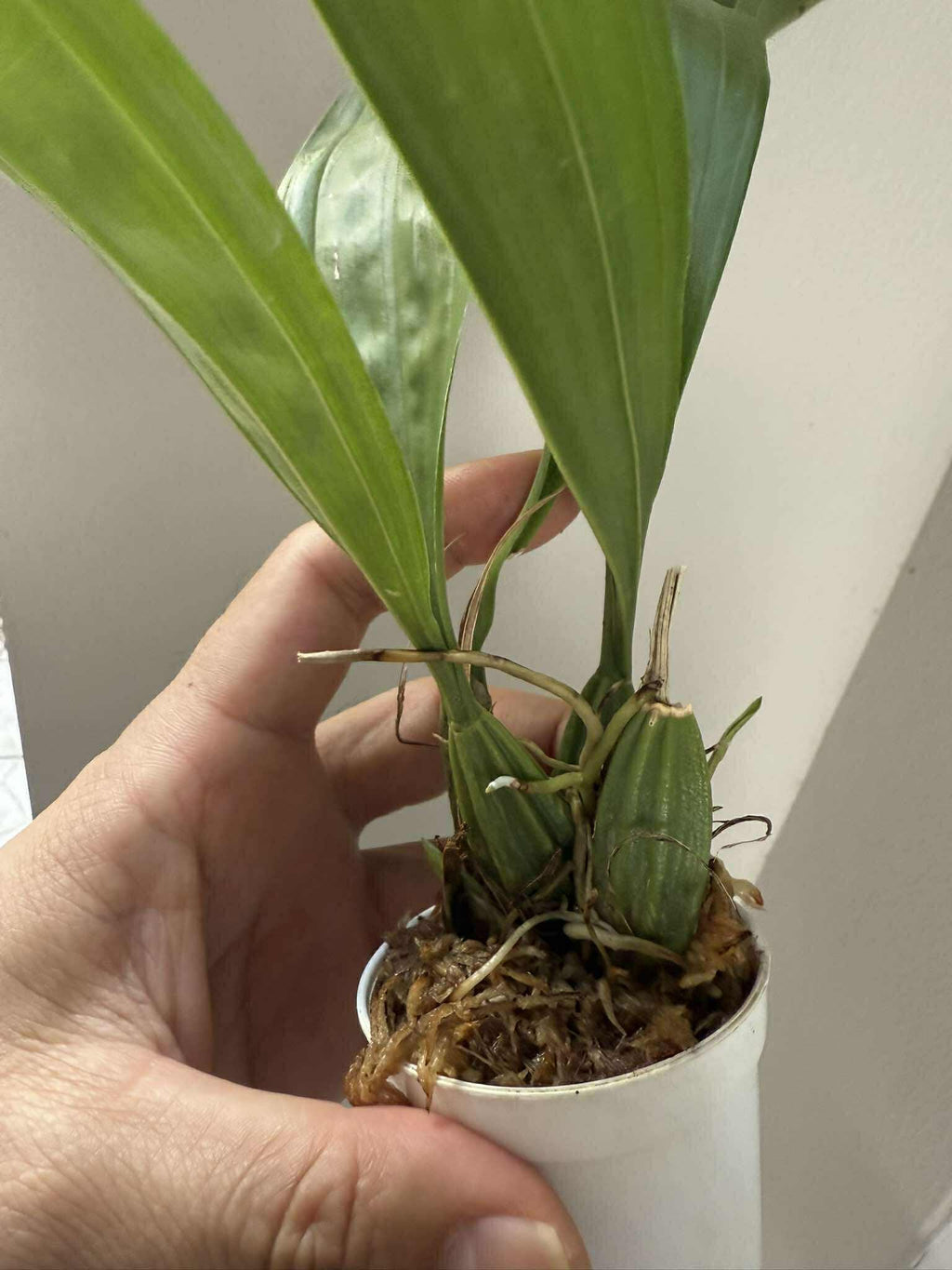 Coryanthes macrantha