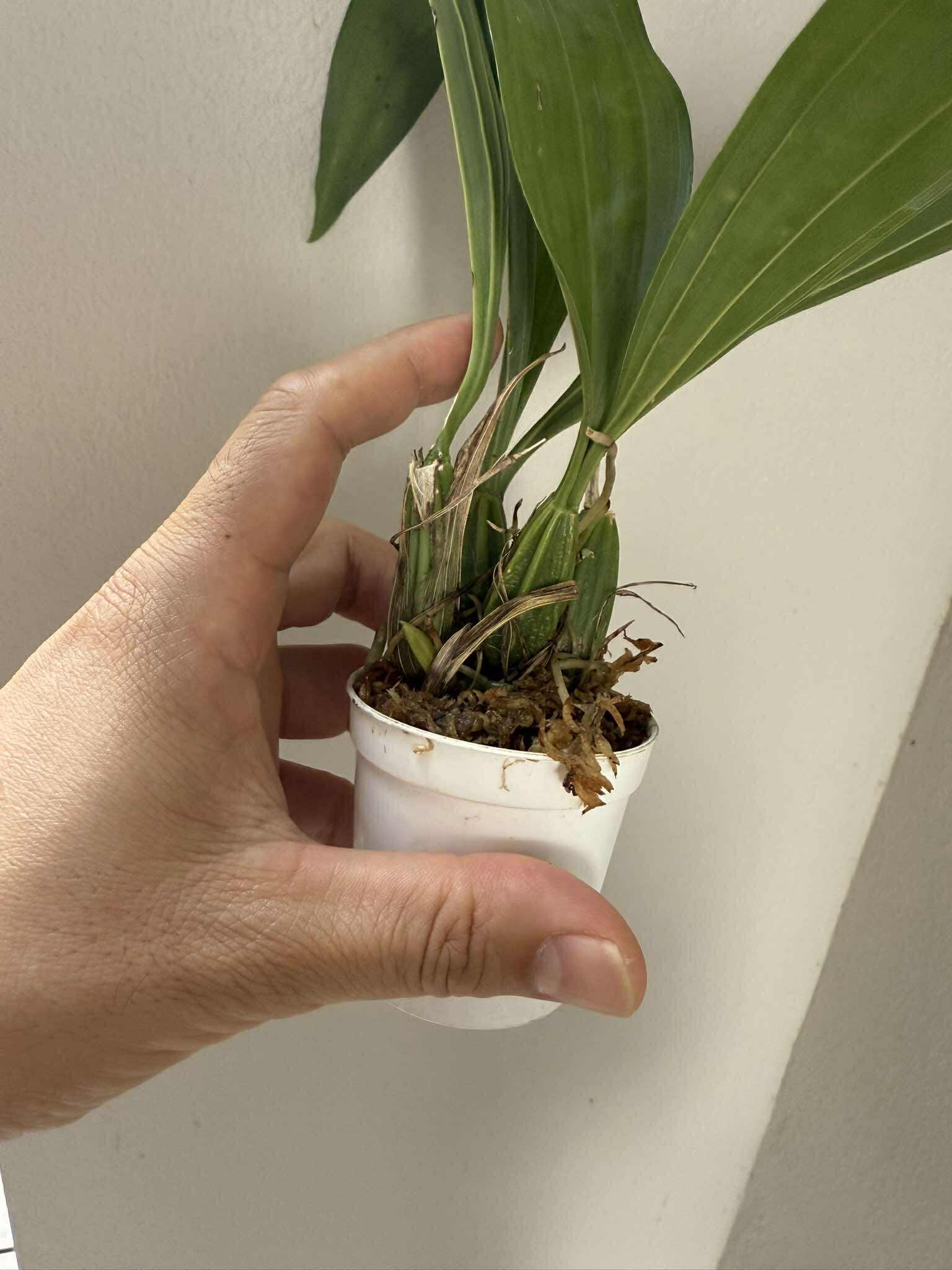 Coryanthes macrantha