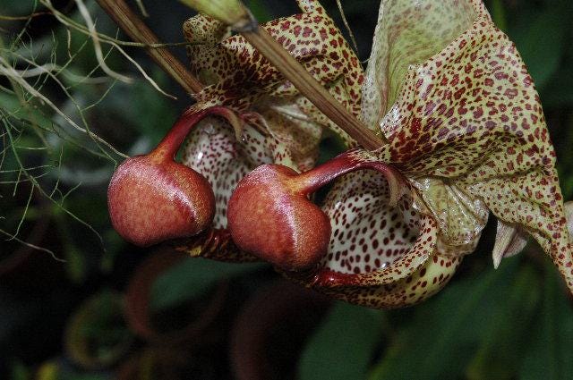 Coryanthes macrantha