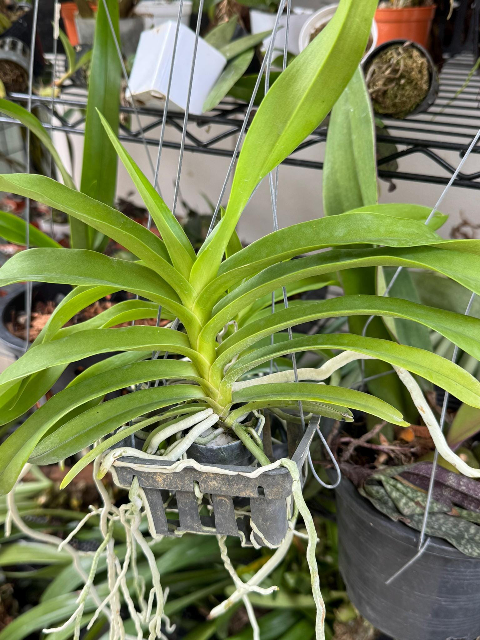 Vanda luzonica