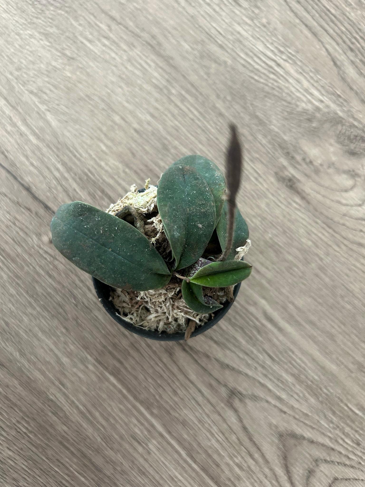 Orchid Paphiopedilum canhii  1 plant Slipper Orchid rare (propagated it from seed)