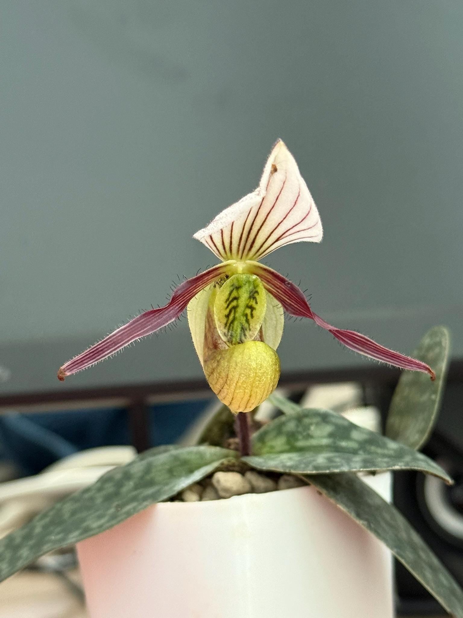 Orchid Paphiopedilum canhii  1 plant Slipper Orchid rare (propagated it from seed)