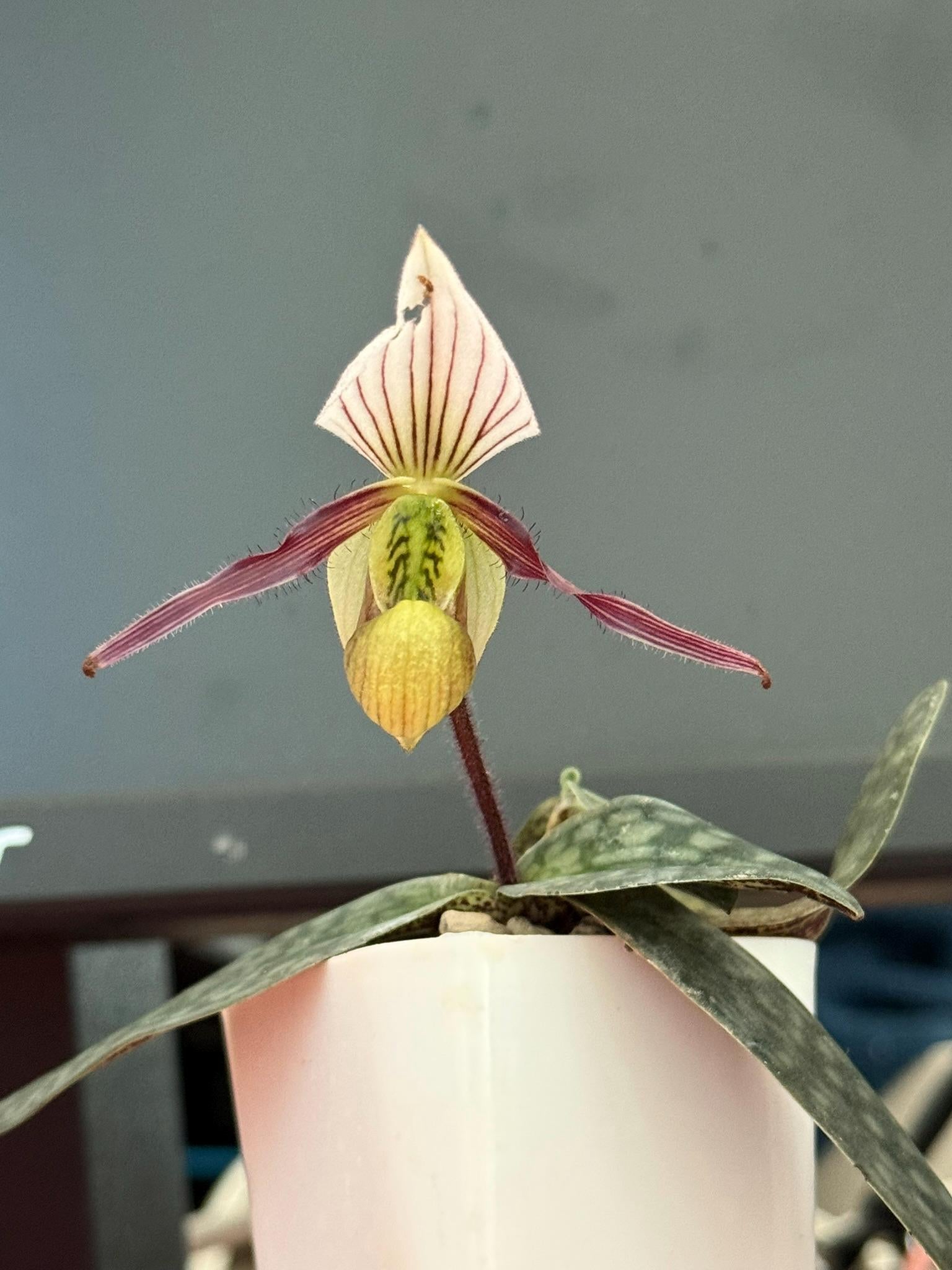 Orchid Paphiopedilum canhii  1 plant Slipper Orchid rare (propagated it from seed)