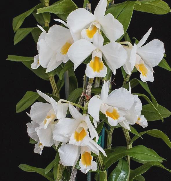Dendrobium formosum