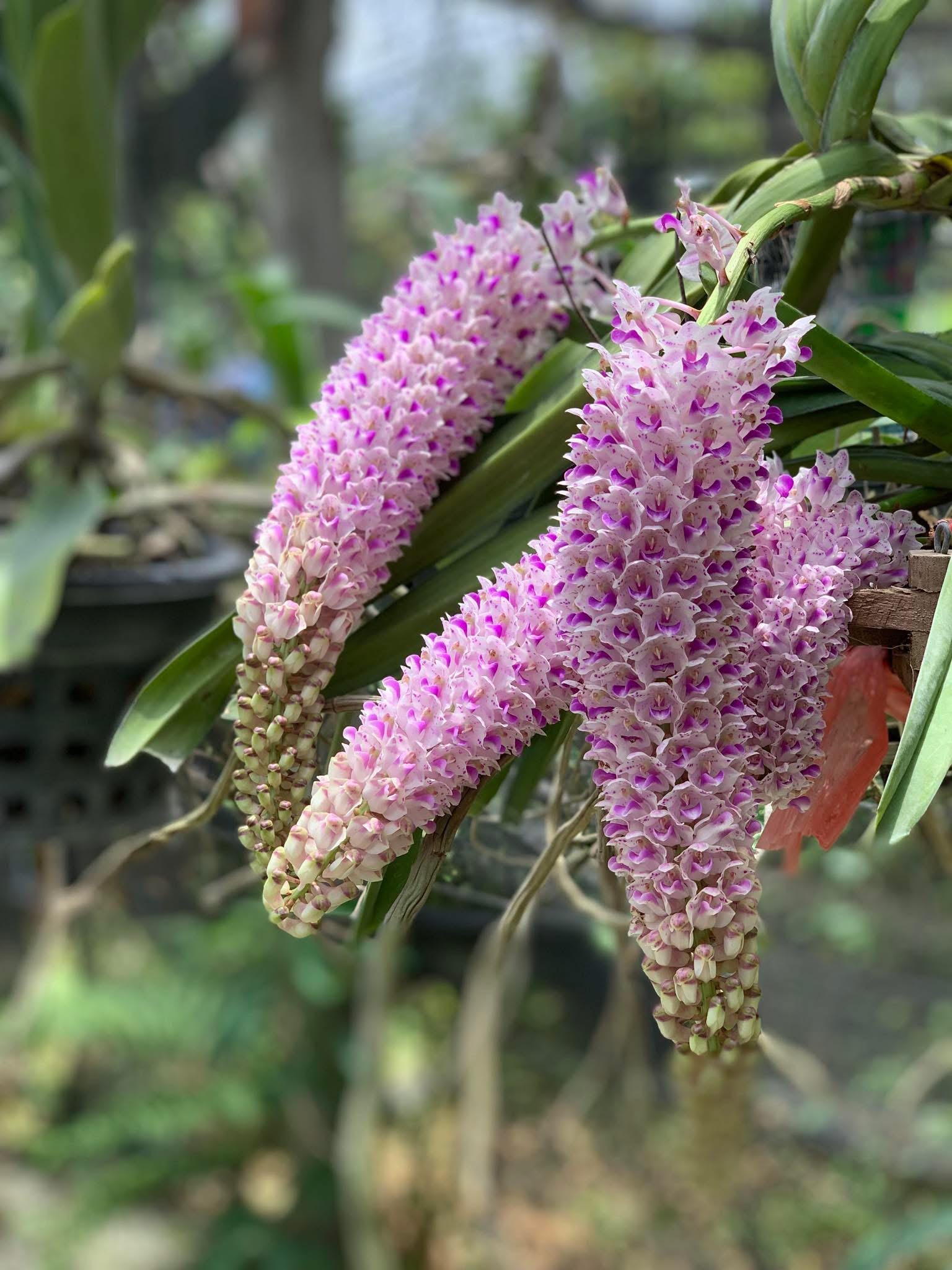 Rhynchostylis retusa (Vanda)