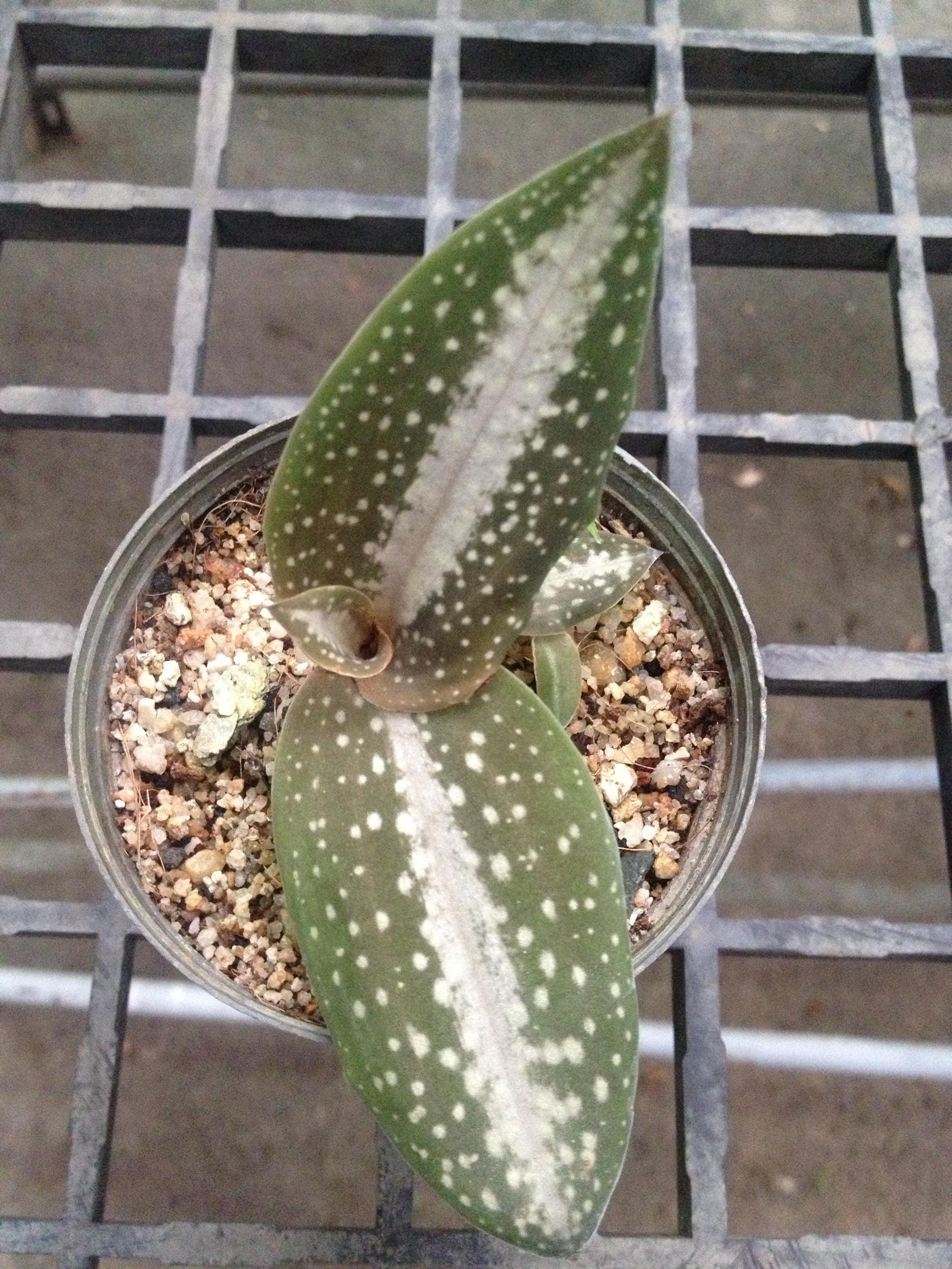 Orchid Habenaria carnea (spot) 1 bulb orchid plant home garden collection Habenaria