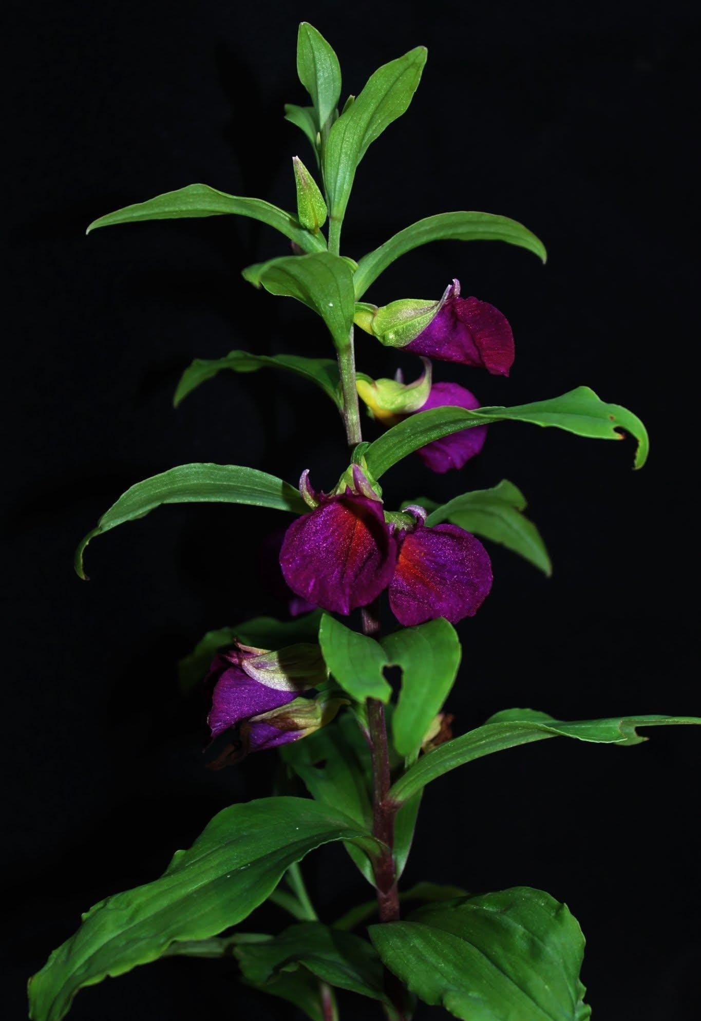 Brachycorythis Orchid Tuber: Terrestrial Ground Orchid