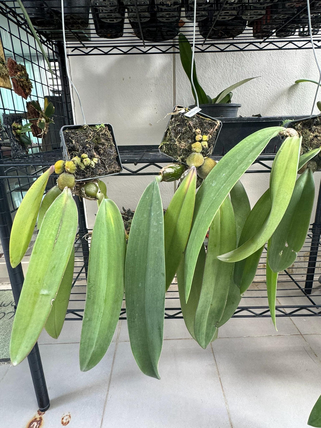 Bulbophyllum phalaenopsis (Papua New Guinea) 1 Plant bloom size , orchid for home & Garden collection