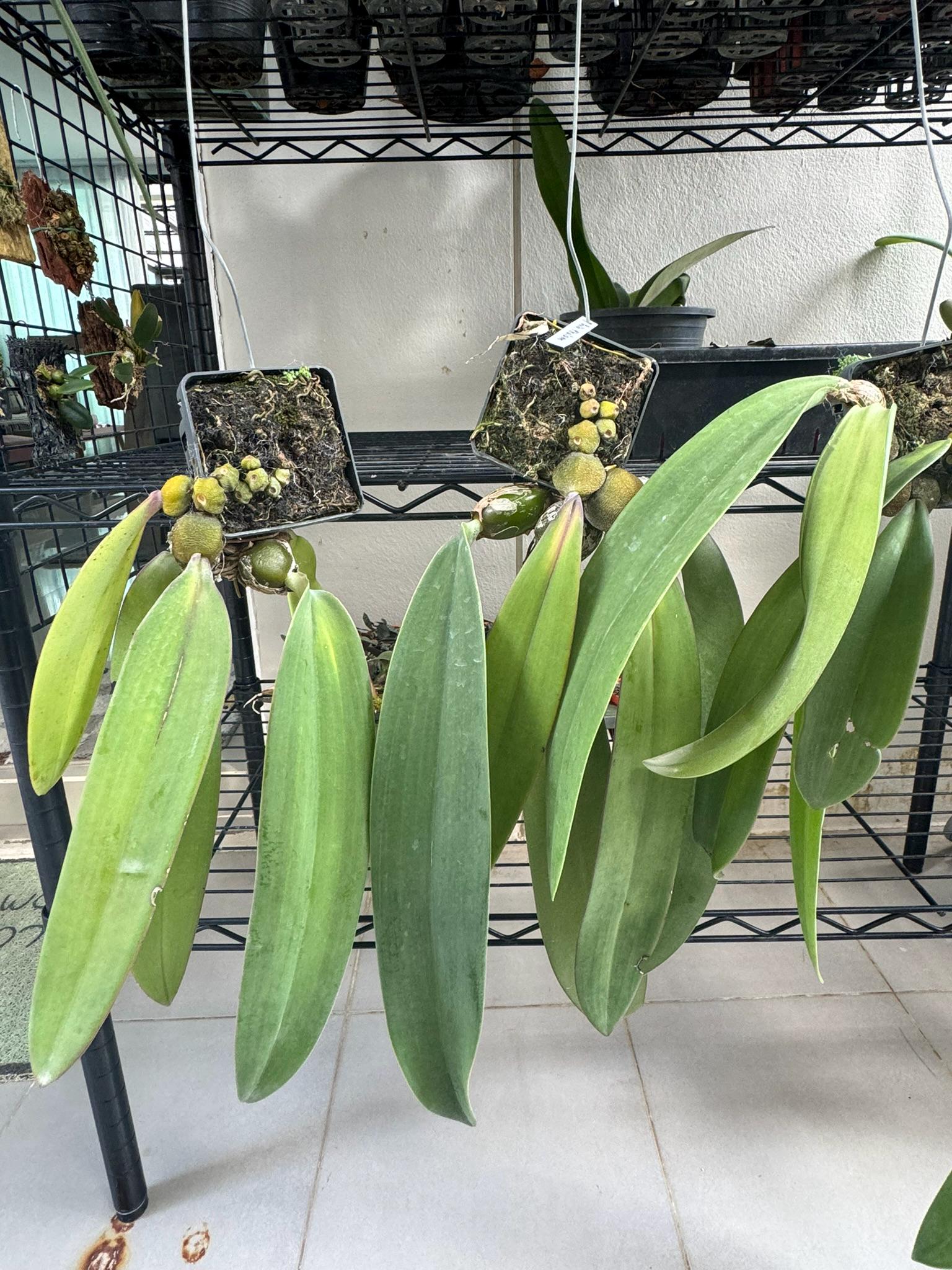 Bulbophyllum phalaenopsis (Papua New Guinea) 1 Plant bloom size , orchid for home & Garden collection