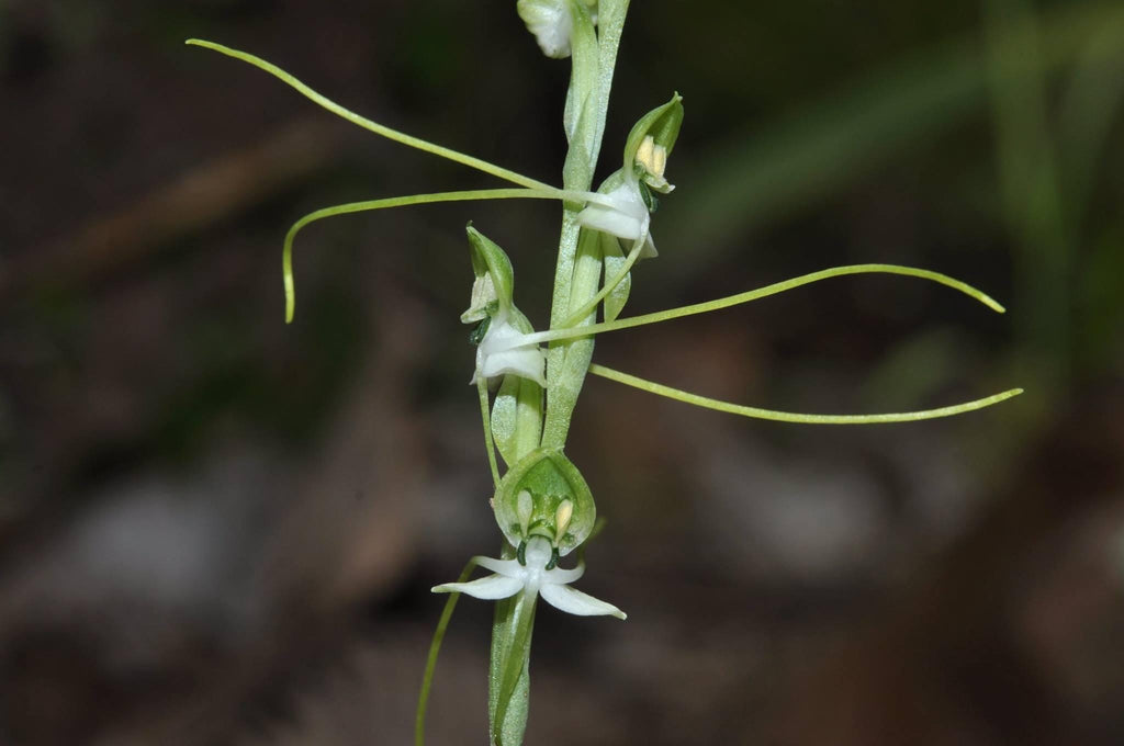 Habenaria diphylla Orchid Tuber: Terrestrial Ground Orchid