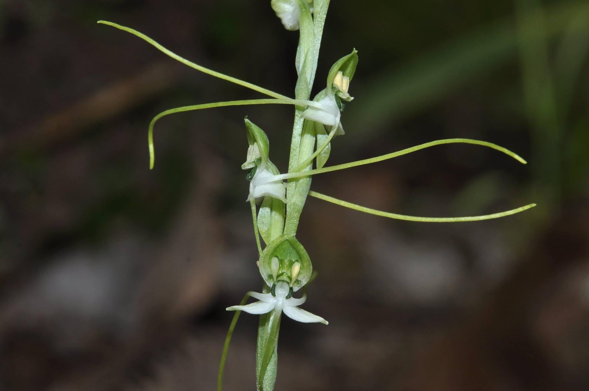 Habenaria diphylla Orchid Tuber: Terrestrial Ground Orchid