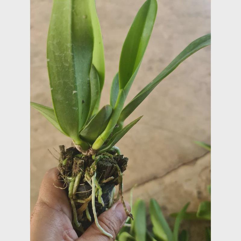 Small Cattleya Orchid Plant Mix color