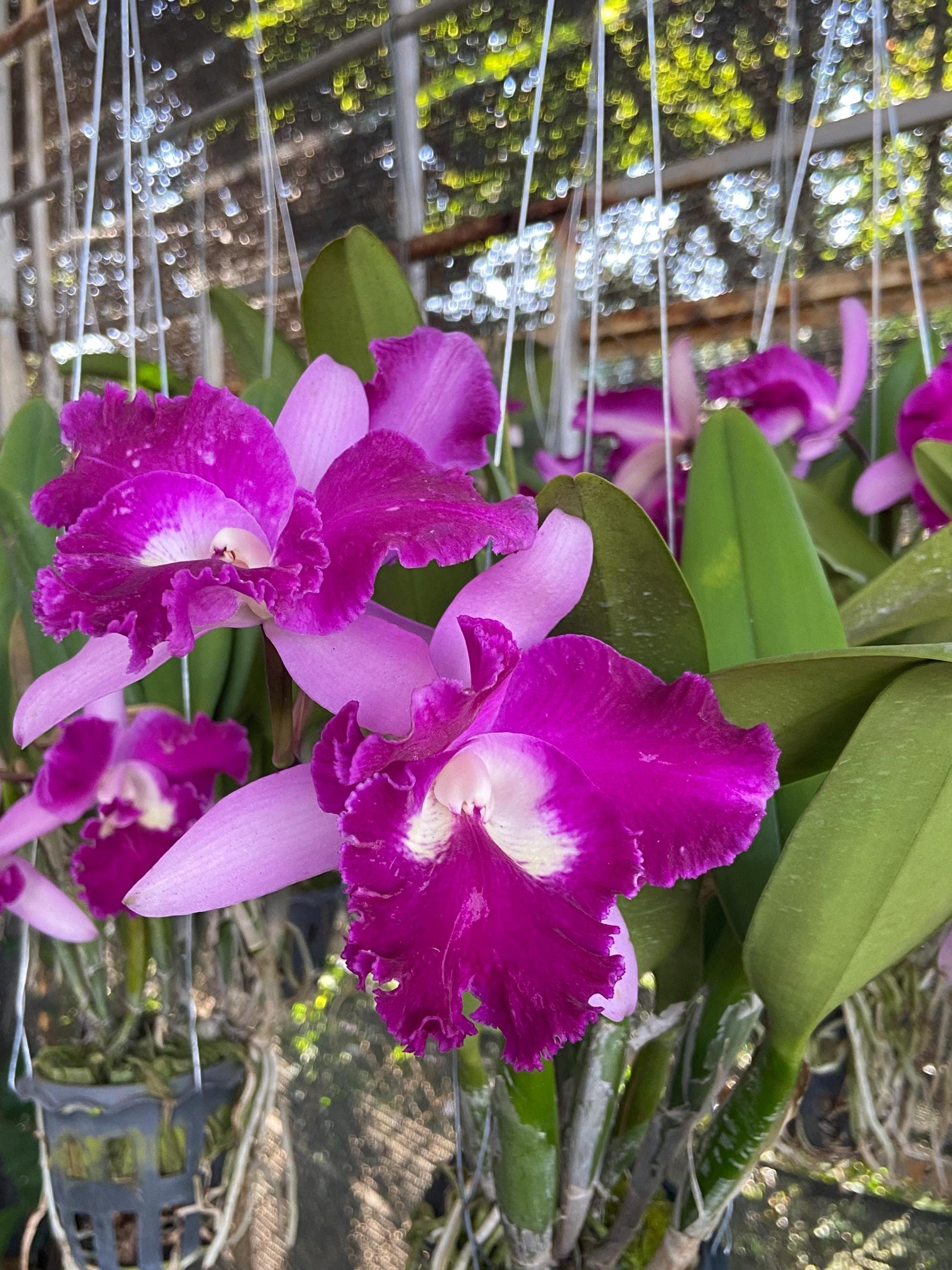 Small Cattleya Orchid Plant Mix color