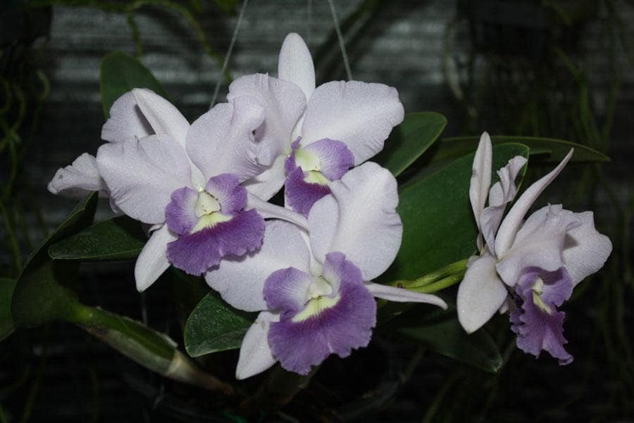 Cattleya Orchid Plant: Final Blue Variety, Home Garden Collection