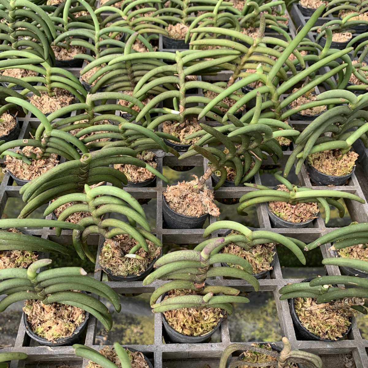 Cleisostoma arietinum