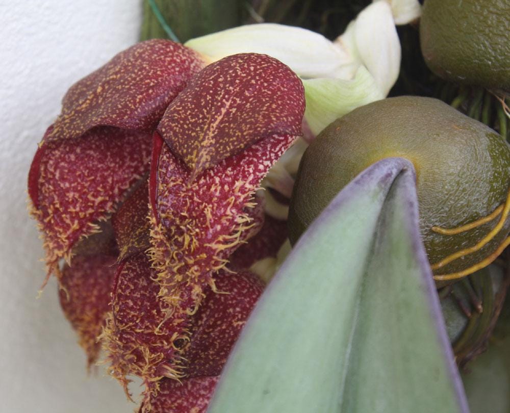 Bulbophyllum phalaenopsis (Papua New Guinea) 1 Plant bloom size , orchid for home & Garden collection