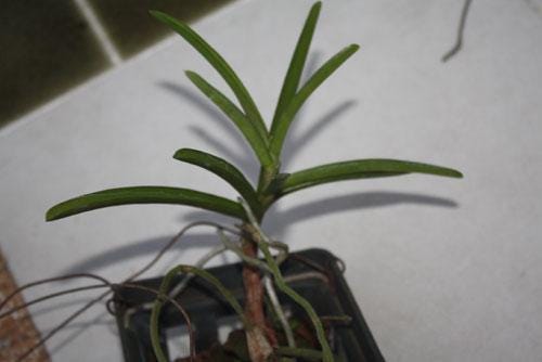 Aerides krabiense 1 plant Pink Vanda/Rhyncostylis orchid Orchidaceae Epiphytic orchid Collection