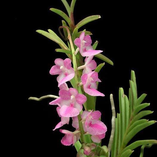 Aerides krabiense 1 plant Pink Vanda/Rhyncostylis orchid Orchidaceae Epiphytic orchid Collection