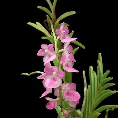Aerides krabiense 1 plant Pink Vanda/Rhyncostylis orchid Orchidaceae Epiphytic orchid Collection